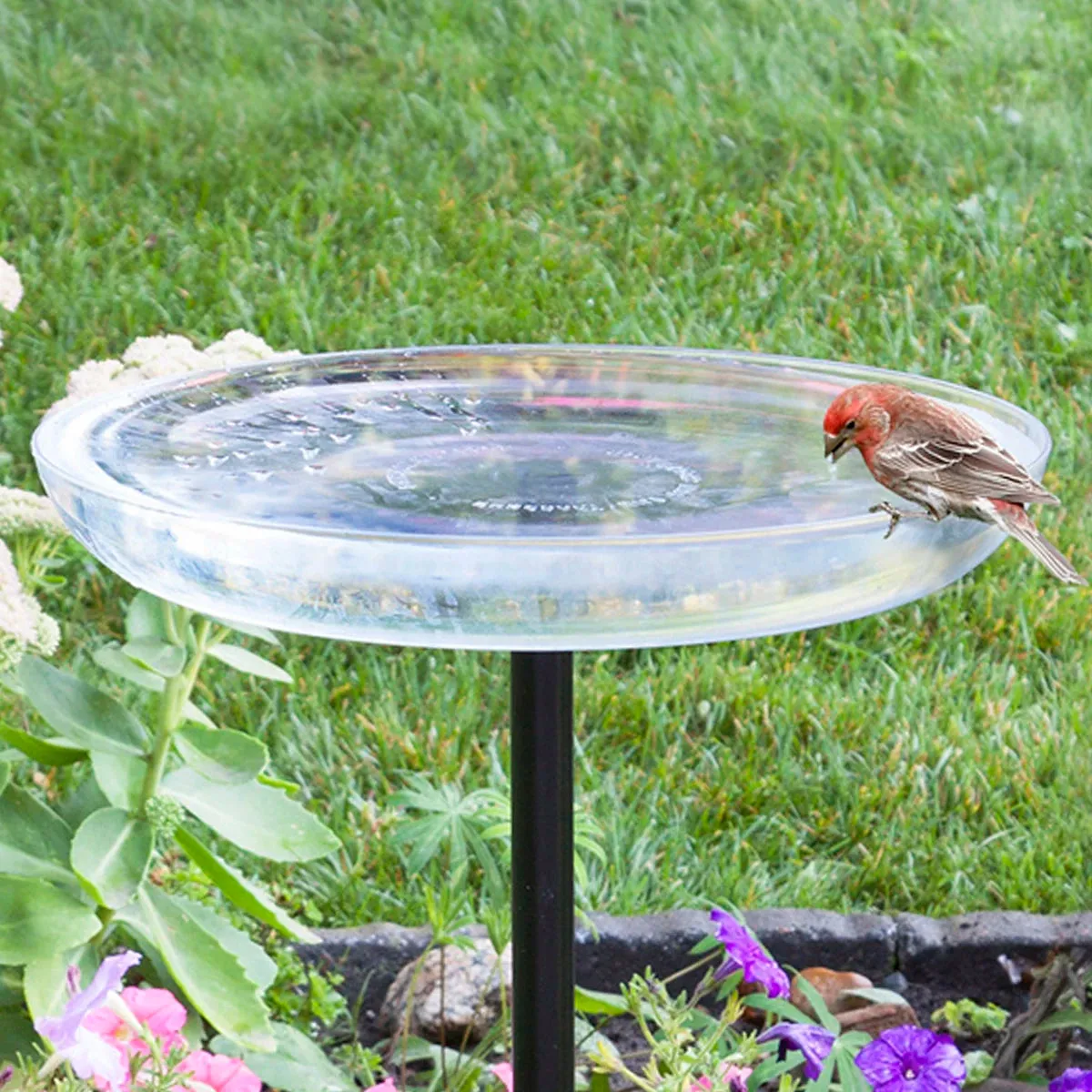 Duncraft Clear Bird Bath with Post